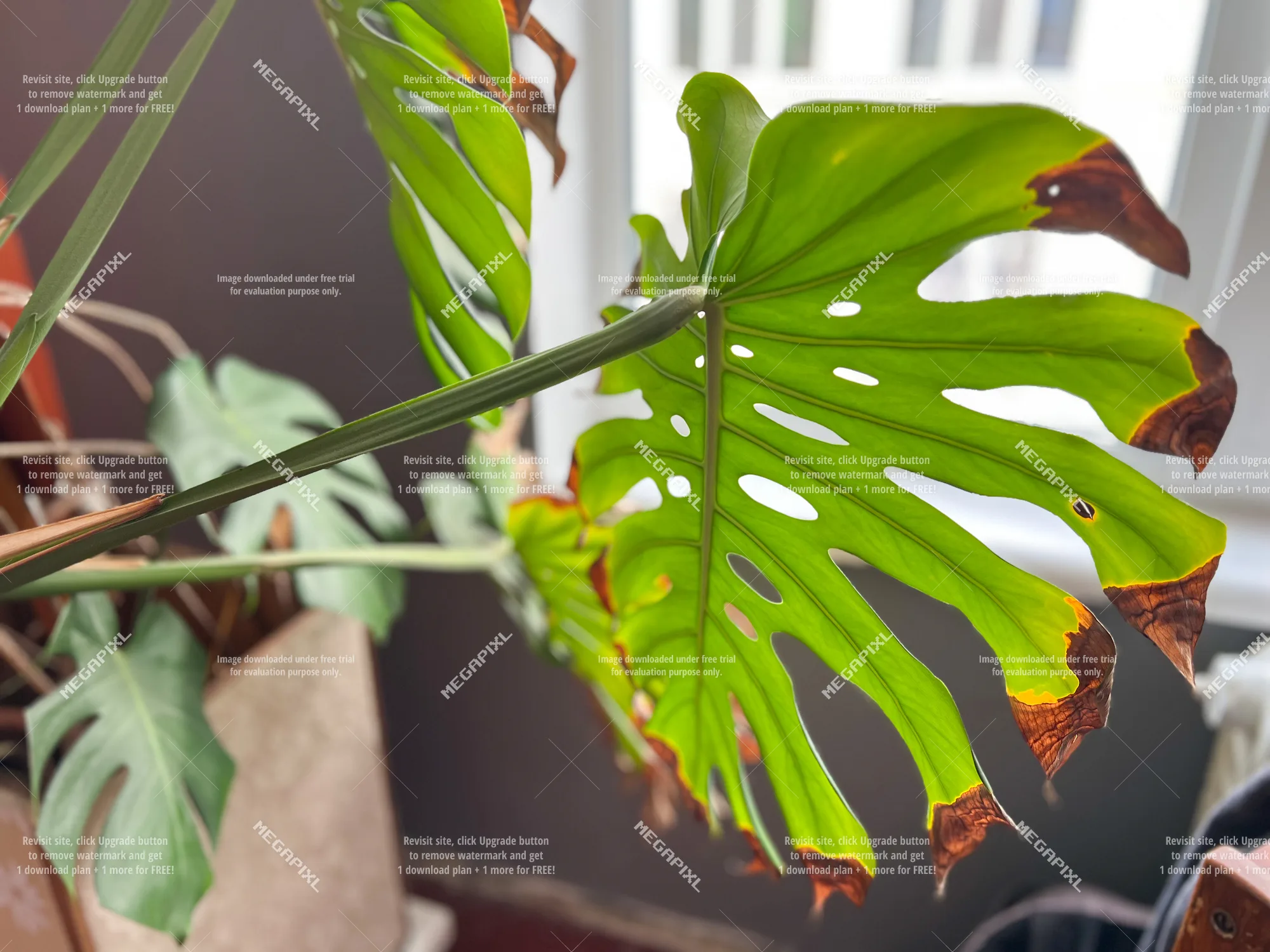 Brown crispy edges on a Monstera leaf