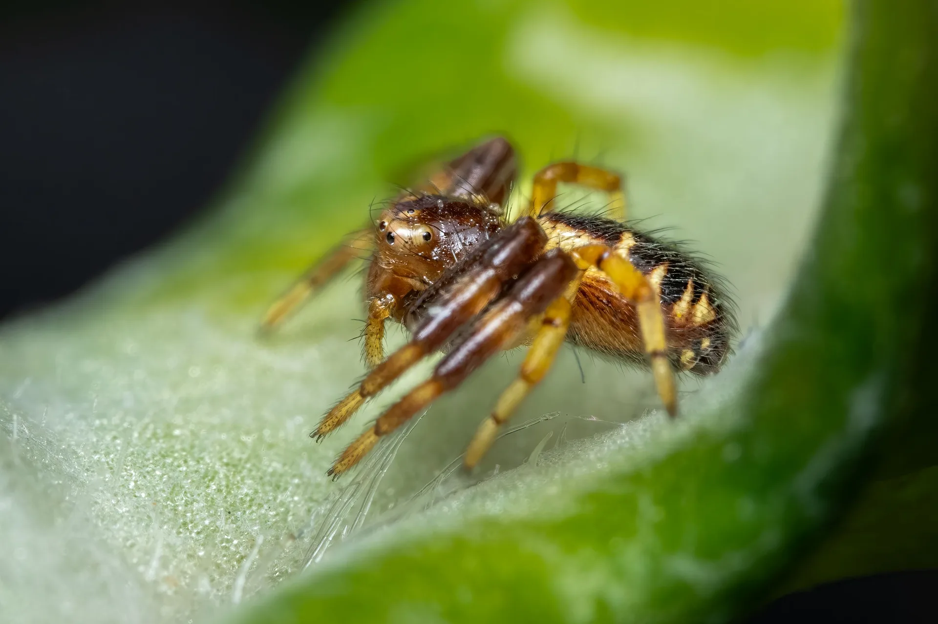 Spider mites