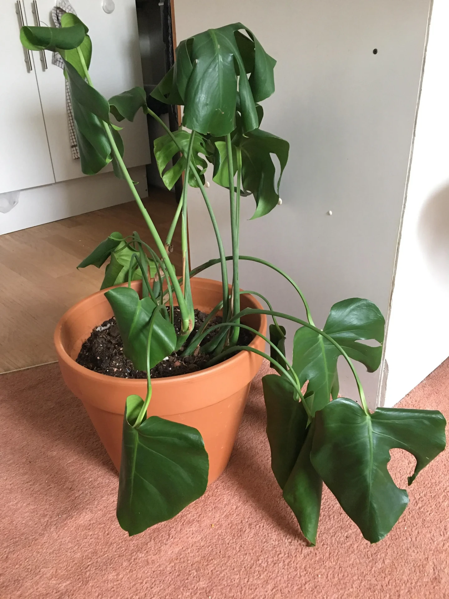 Drooping stems