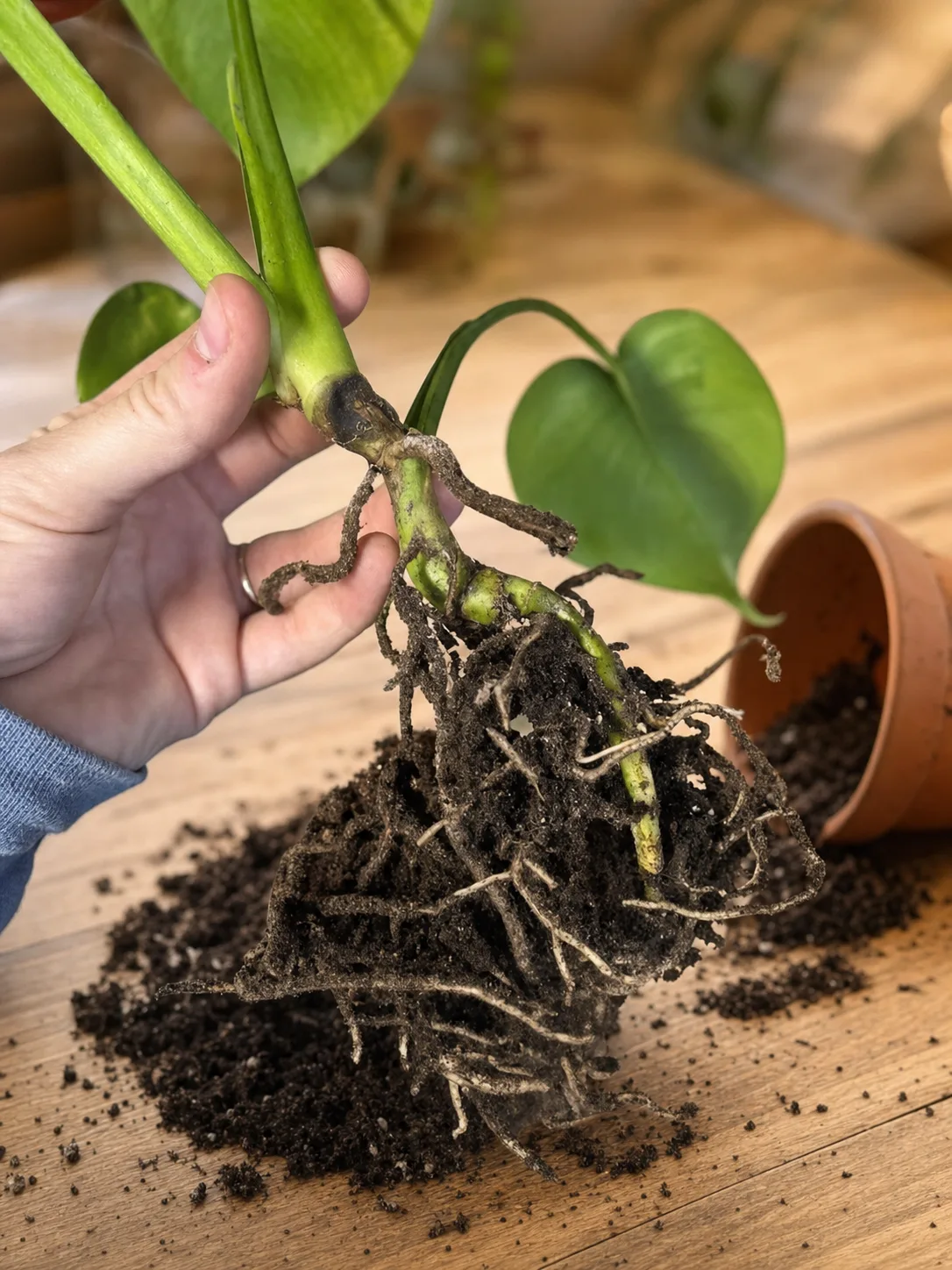Root rot