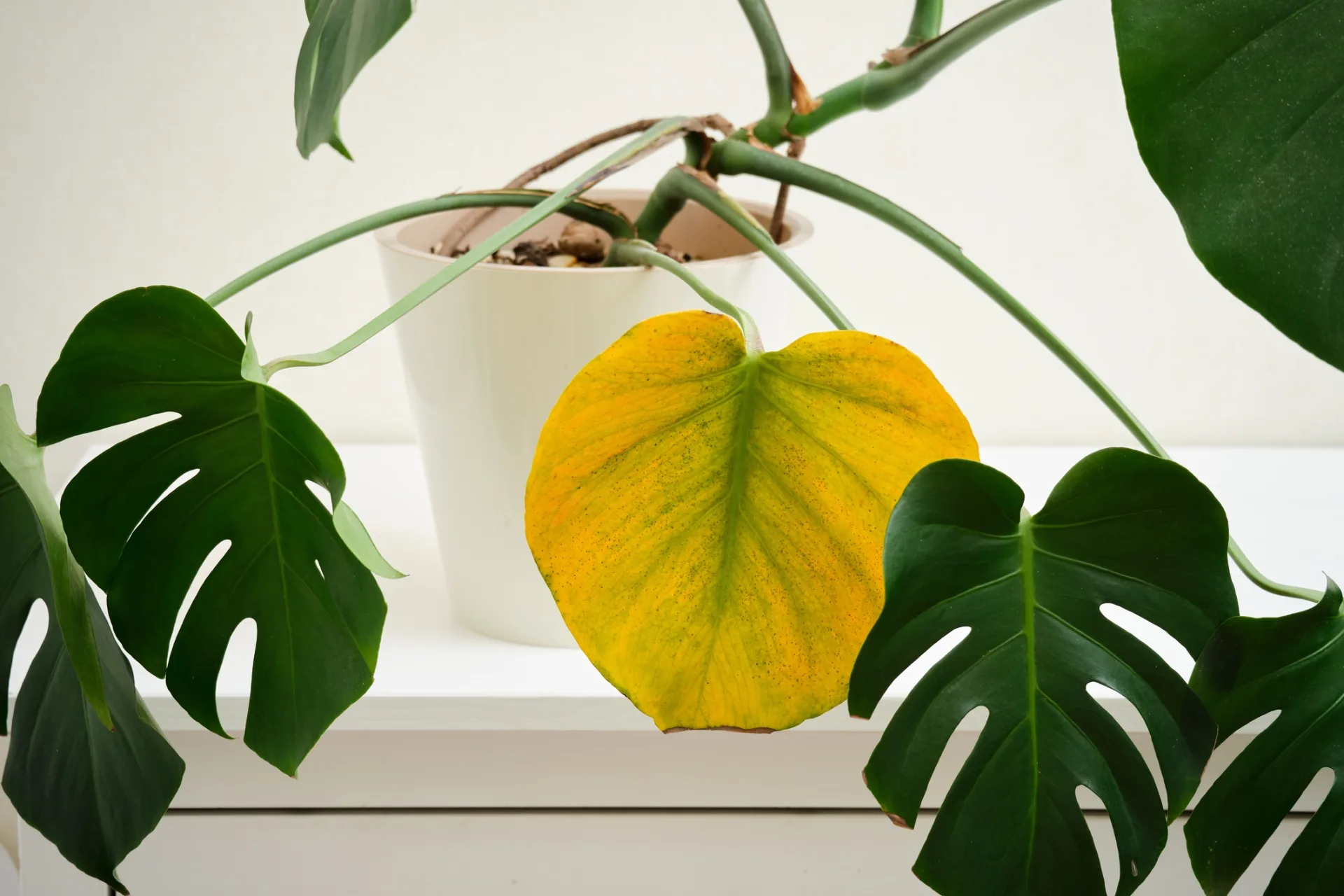 Yellow leaves