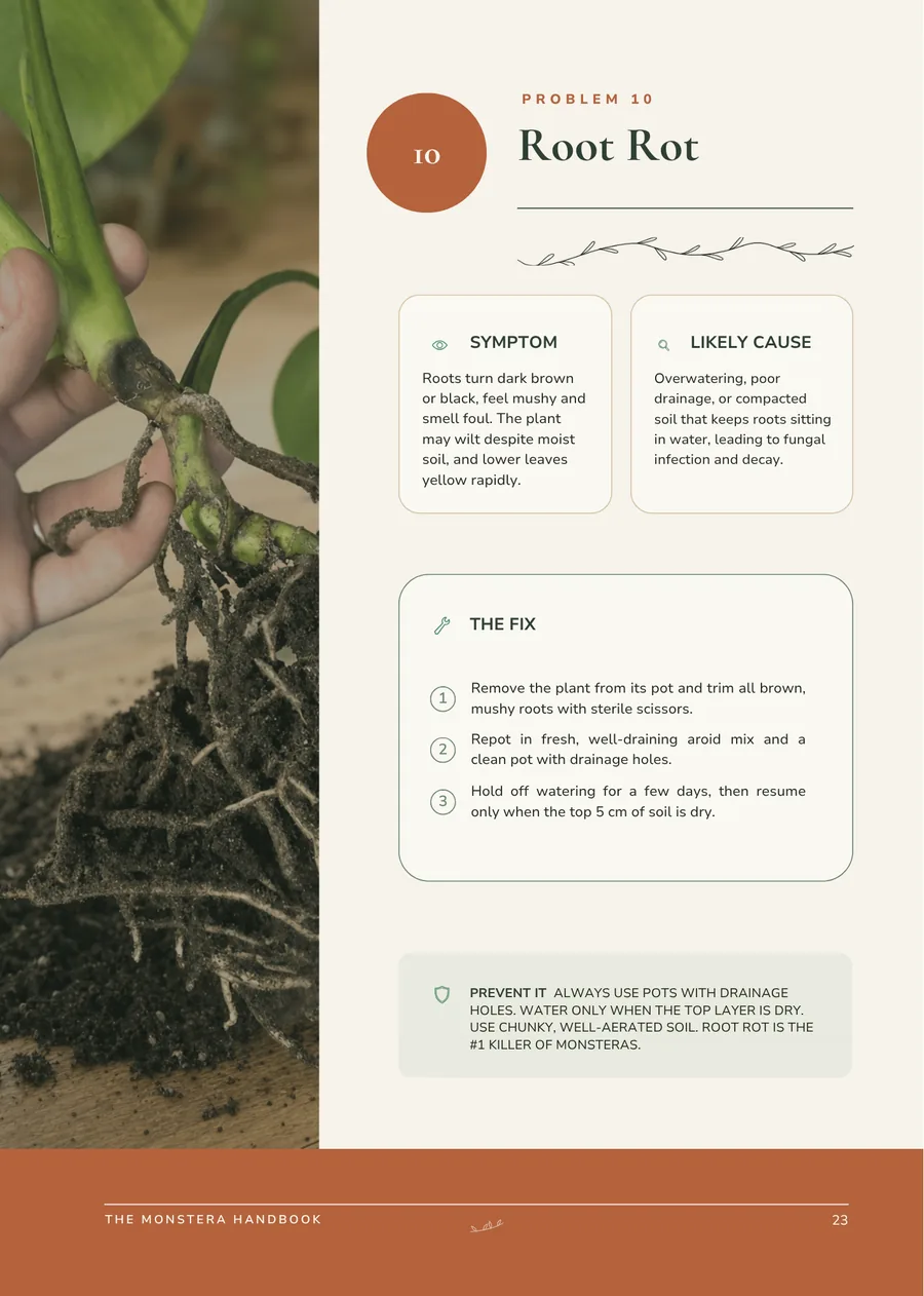 The root rot page from The Monstera Handbook