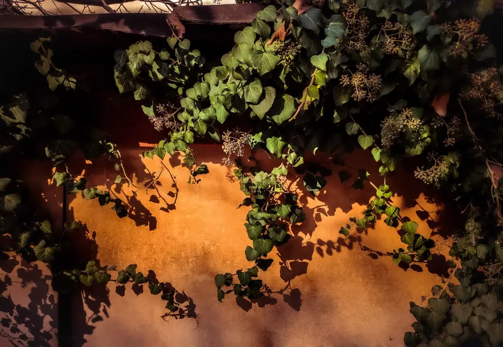 Ivy trailing over a sunlit terracotta wall
