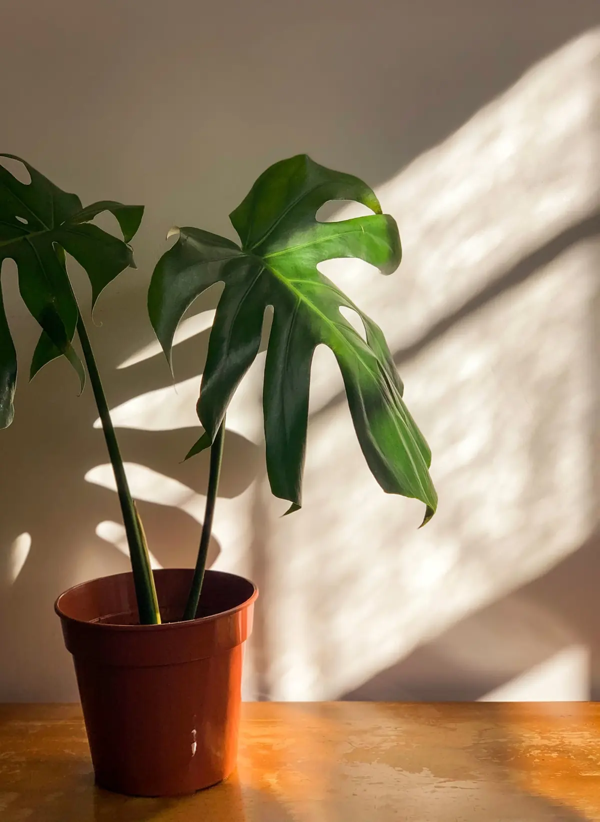 A young Monstera in a terracotta pot standing in soft daylight by a window